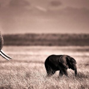 Leading the Way - Wildlife Photo of Baby Elephant Leading the Pack in Amboseli, Kenya