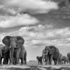 Elephant family with matriarch in front. AMBOSELI, KENYA