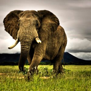 African Elephant Walking on Savanna