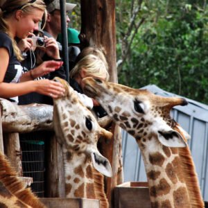 Nairobi City Excursion | Continental Travel Group