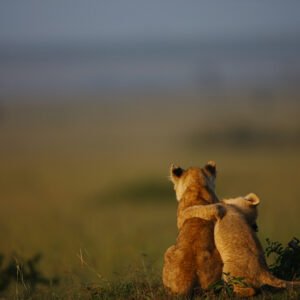 lion cubs in Tsavo park |Continental Travel Group