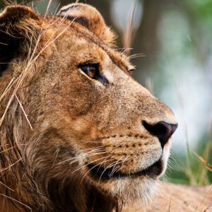 Queen Elizabeth National Park Tour