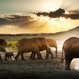 Lake Manyara & Ngorongoro Safari