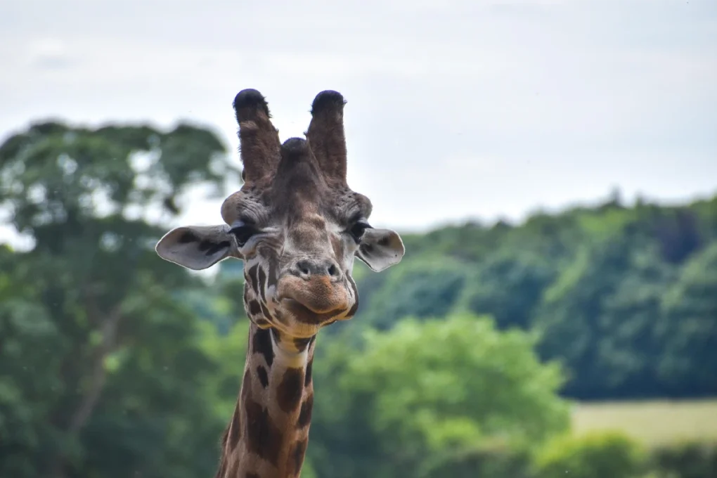 2 Days Ngorongoro Crater