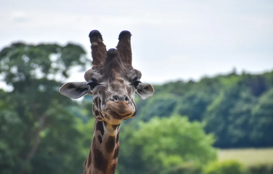 2 Days Ngorongoro Crater