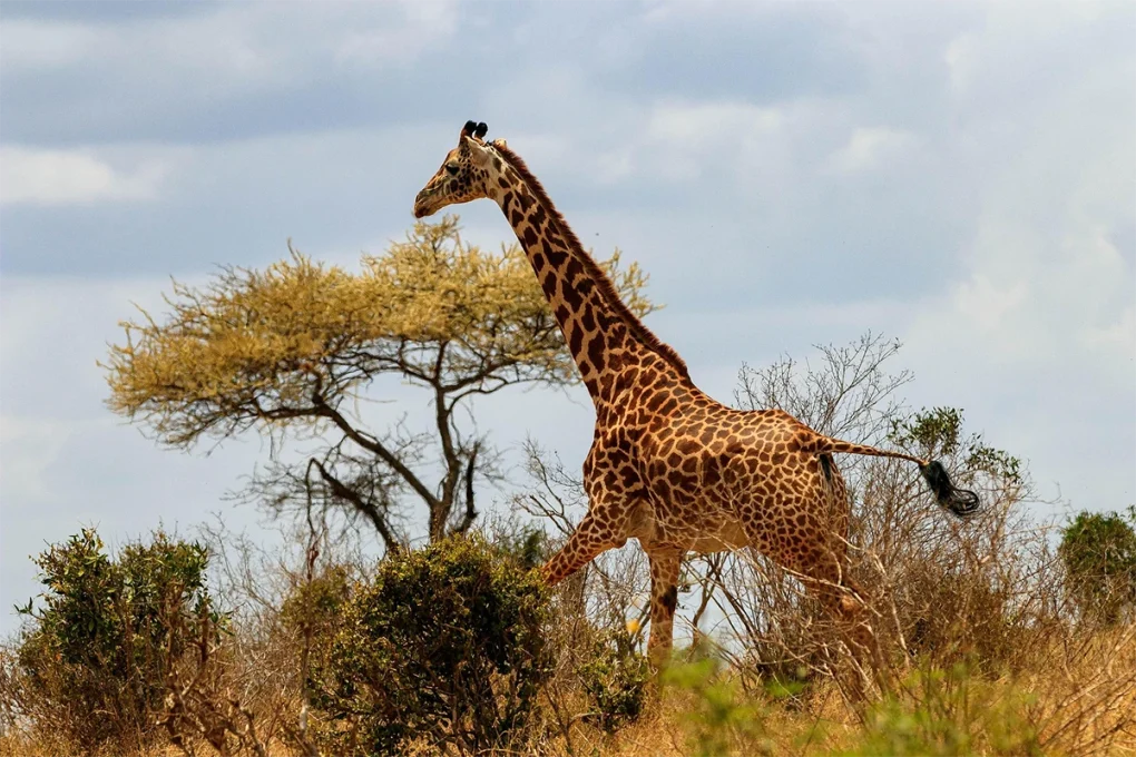 2 Days Ngorongoro Crater