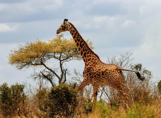 2 Days Ngorongoro Crater