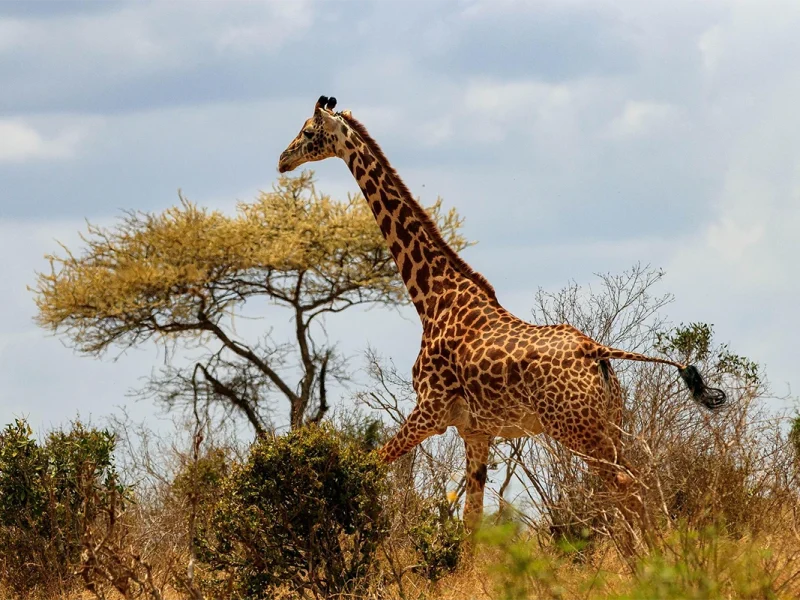 2 Days Ngorongoro Crater