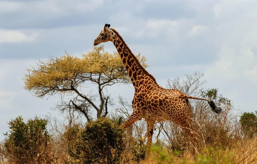 2 Days Ngorongoro Crater