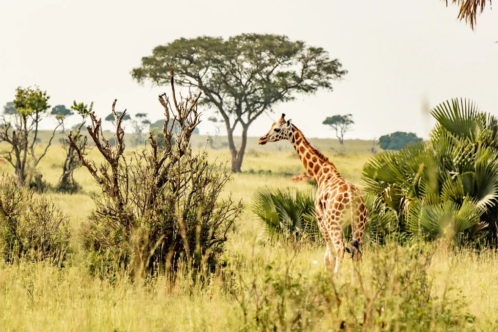 2 Days Ngorongoro Crater