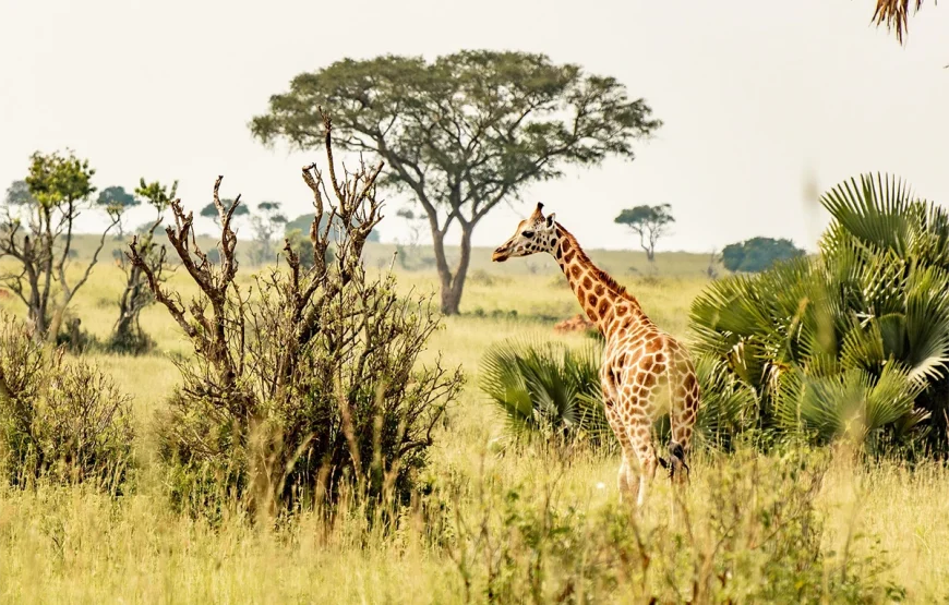 2 Days Ngorongoro Crater