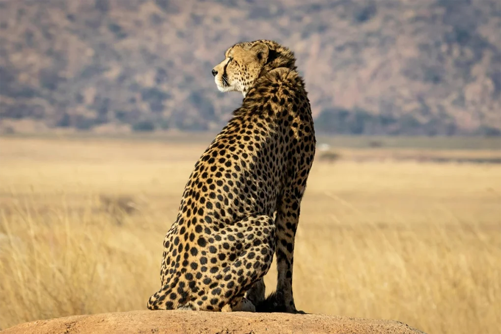 2 Days Ngorongoro Crater