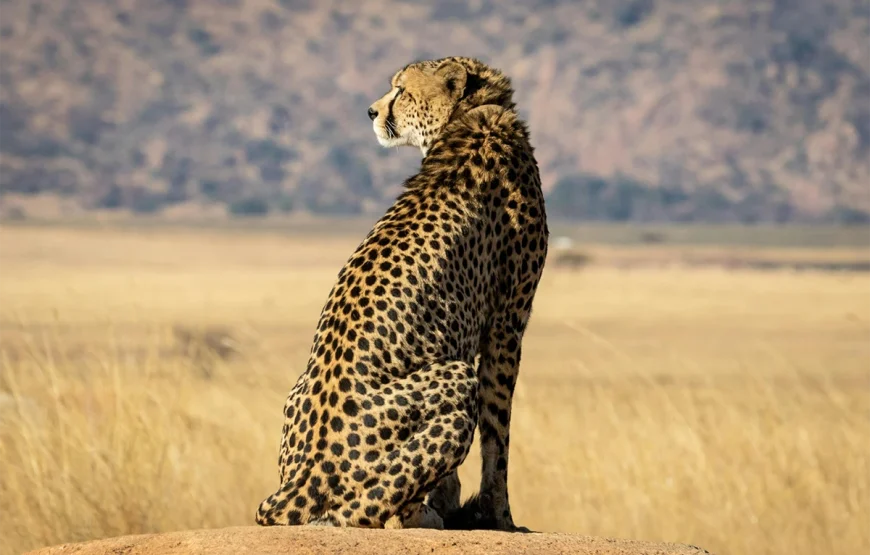 2 Days Ngorongoro Crater