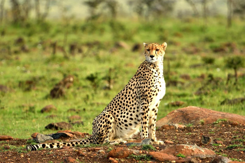 2 Days Tarangire National Park