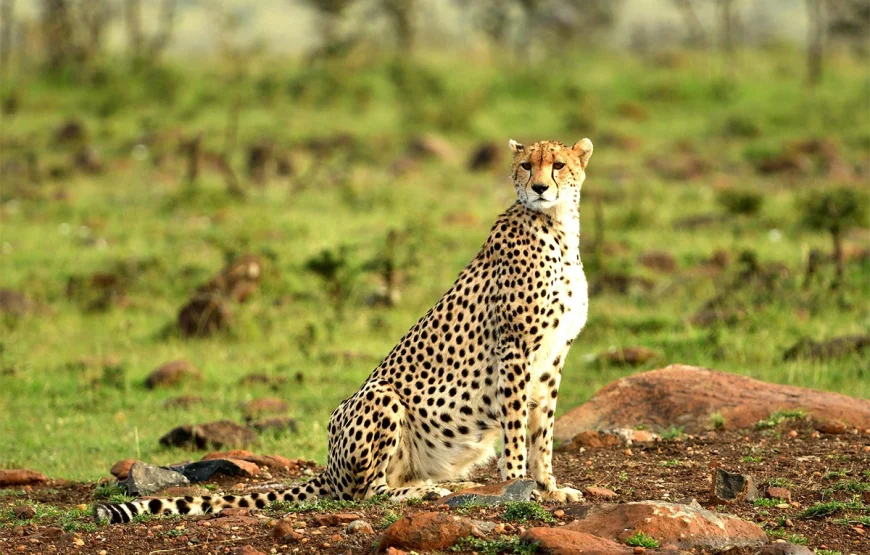 2 Days Tarangire National Park