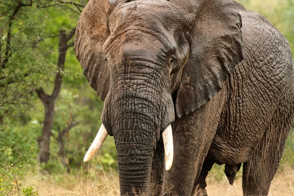 2 Days Tarangire National Park