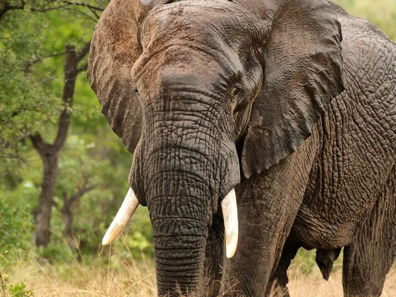 2 Days Tarangire National Park