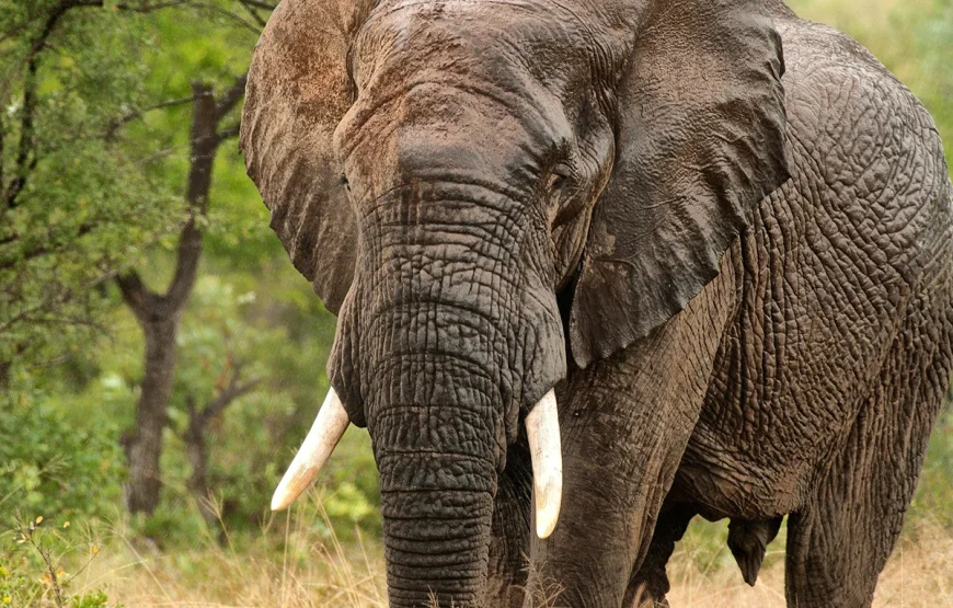 2 Days Tarangire National Park