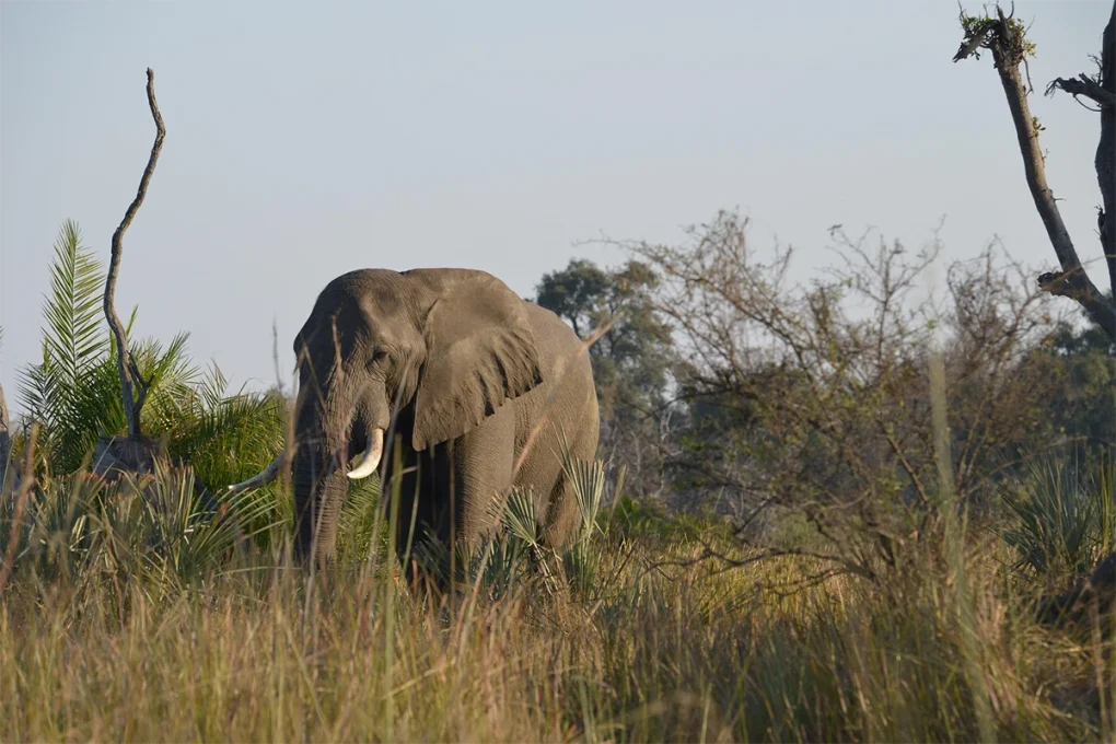 2 Days Tarangire National Park