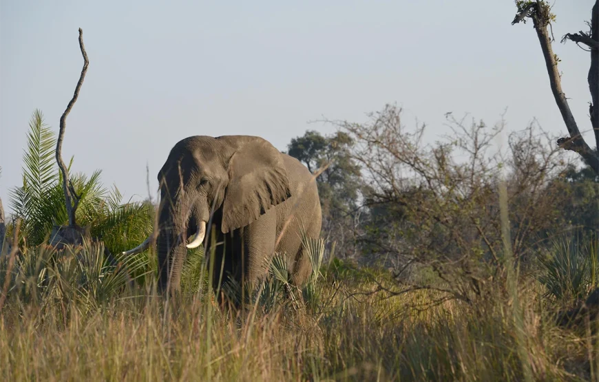 2 Days Tarangire National Park