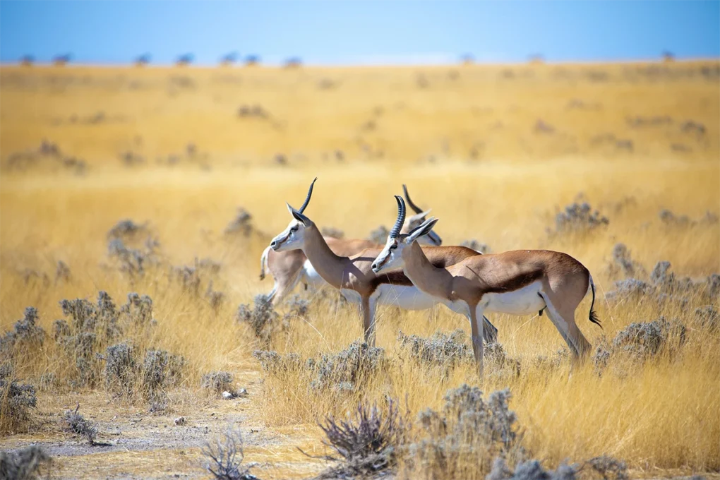 2 Days Tarangire National Park