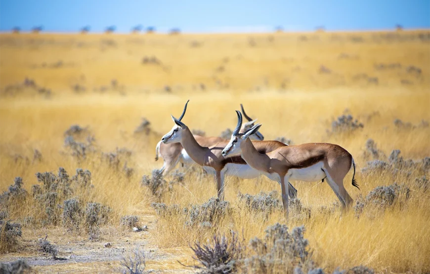 2 Days Tarangire National Park