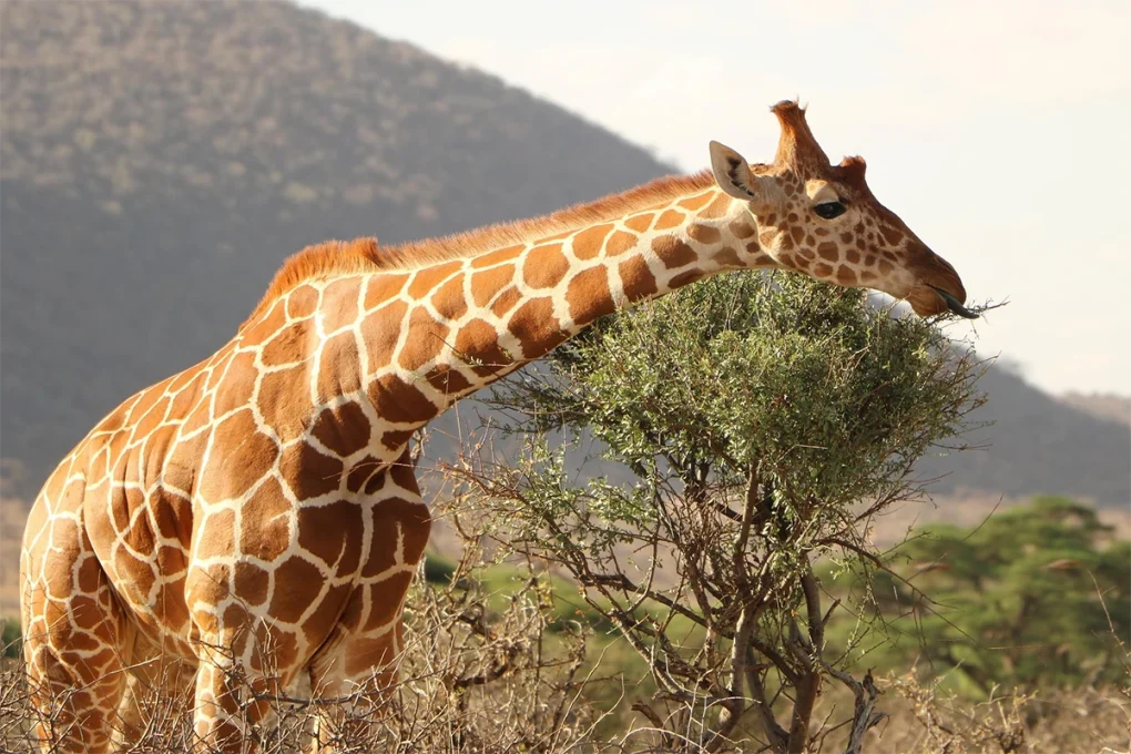2 Days Tarangire National Park