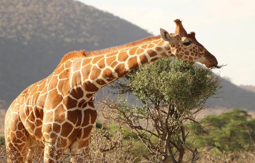 2 Days Tarangire National Park