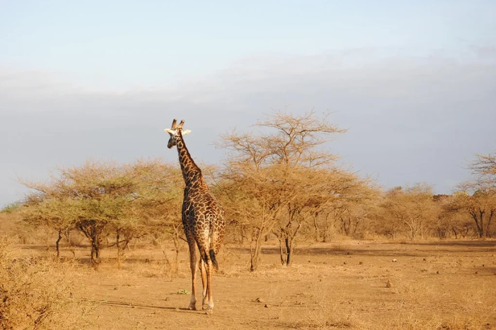 2 Nights Amboseli Safari by Road