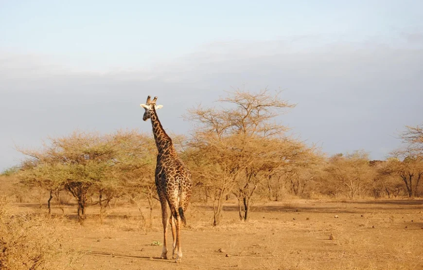 2 Nights Amboseli Safari by Road