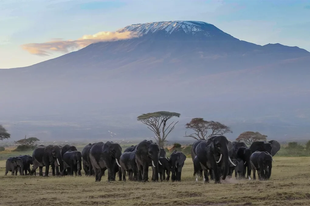 2 Nights Amboseli Safari by Road