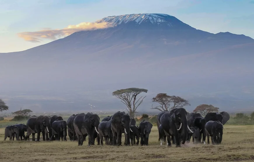 2 Nights Amboseli Safari by Road