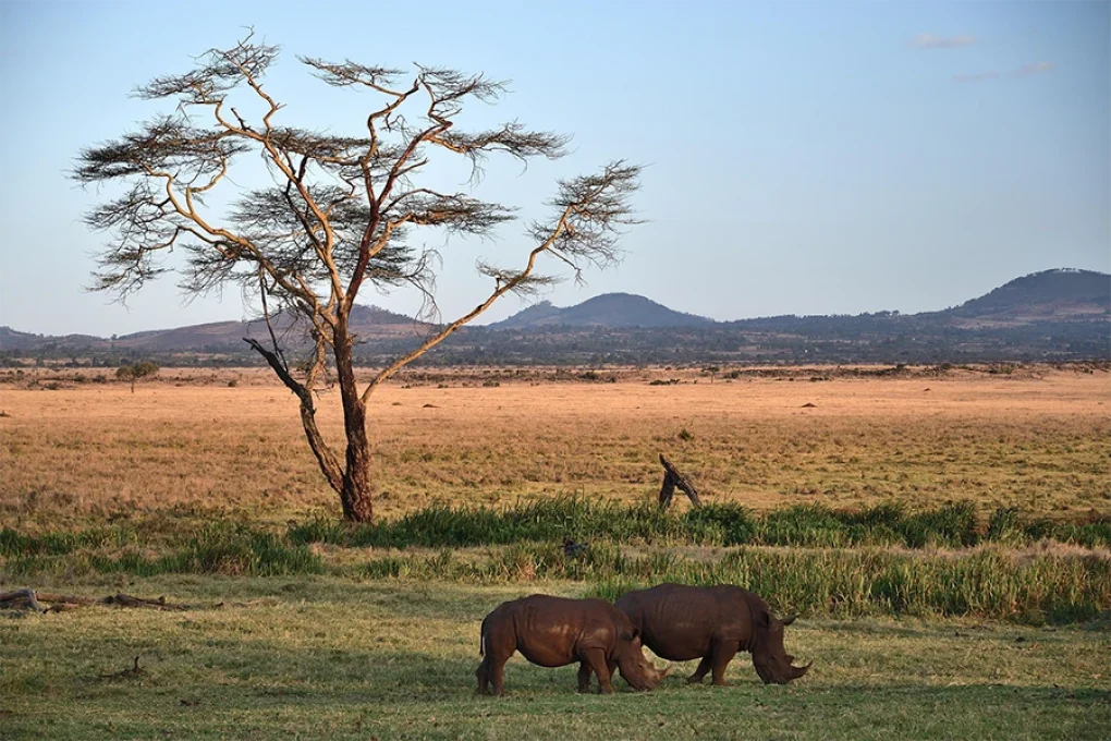 2 Nights Amboseli Safari by Road