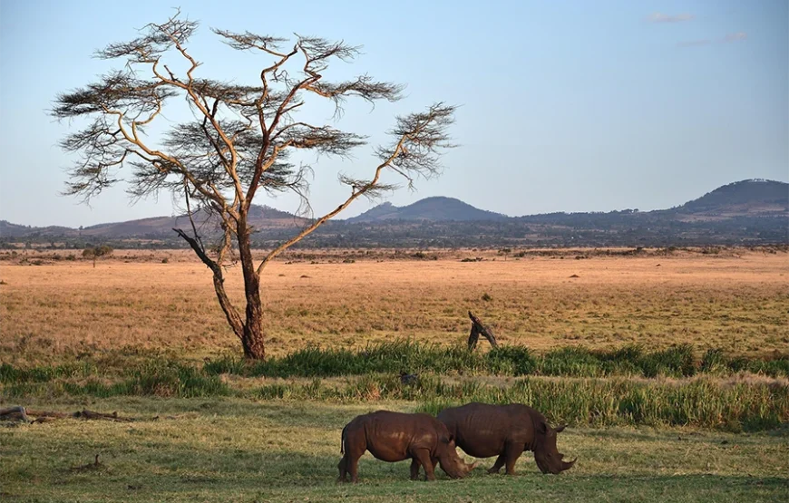2 Nights Amboseli Safari by Road