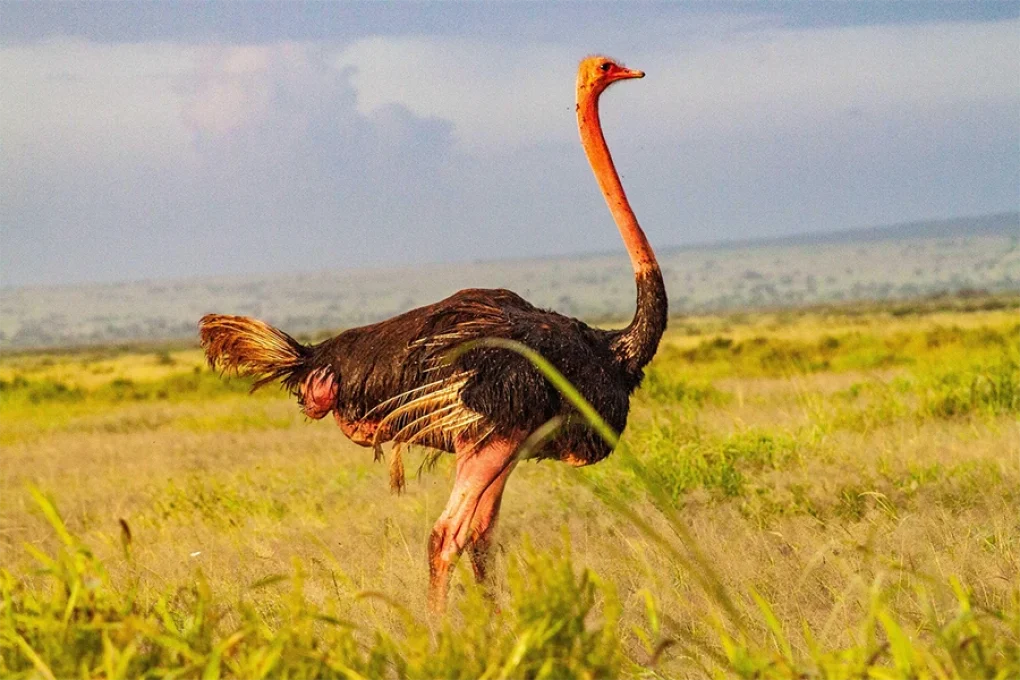 3 Days Fly-In Safari to Amboseli National Park
