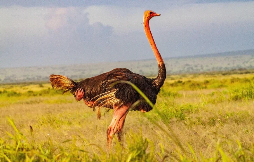 3 Days Fly-In Safari to Amboseli National Park