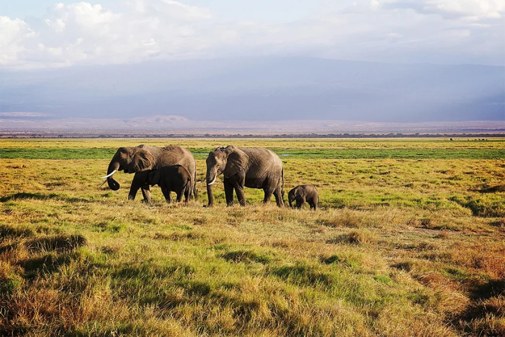 3 Days Fly-In Safari to Amboseli National Park