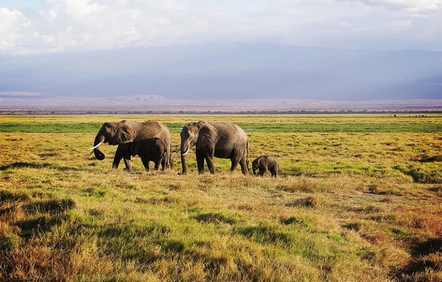 3 Days Fly-In Safari to Amboseli National Park