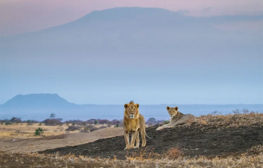 3 Days Fly-In Safari to Amboseli National Park