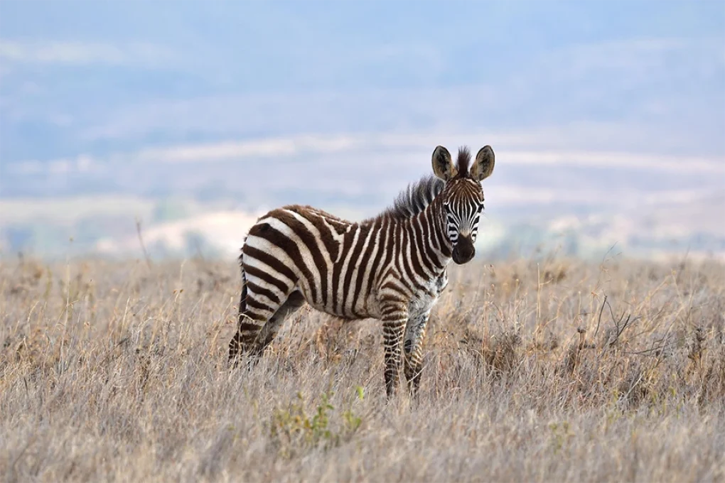3 Days Fly-In Safari to Kenya’s Iconic Wilderness