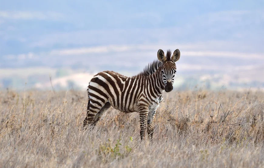3 Days Fly-In Safari to Kenya’s Iconic Wilderness