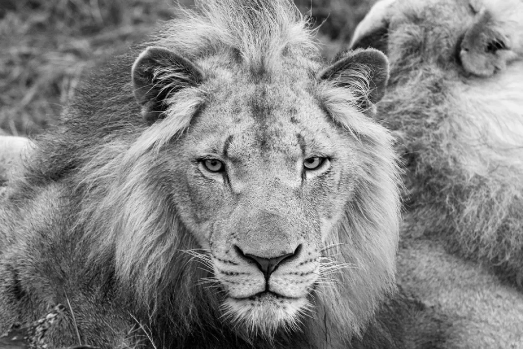 3 Days Fly-In Safari to Kenya’s Iconic Wilderness