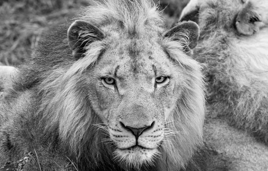 3 Days Fly-In Safari to Kenya’s Iconic Wilderness