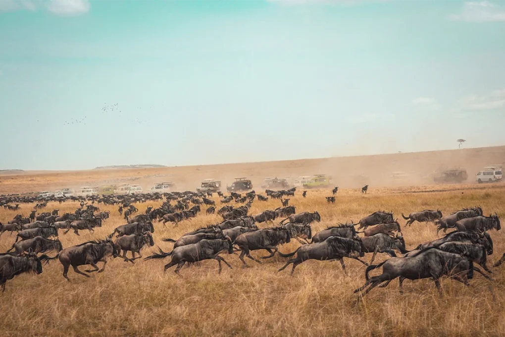 Masai Mara Encounter – Into the Heart of the Wild 2 Nights