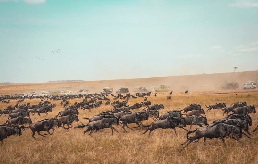 Masai Mara Encounter – Into the Heart of the Wild 2 Nights