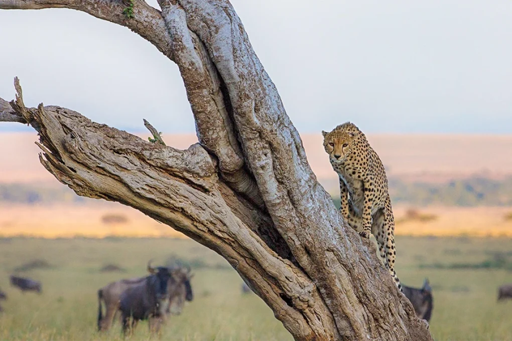 Masai Mara Encounter – Into the Heart of the Wild 2 Nights