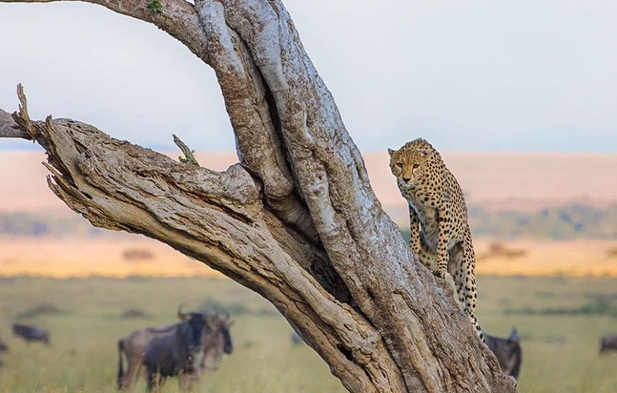 Masai Mara Encounter – Into the Heart of the Wild 2 Nights