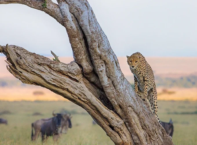 3 Days Fly-In Safari from Mombasa to the Heart of the Wild