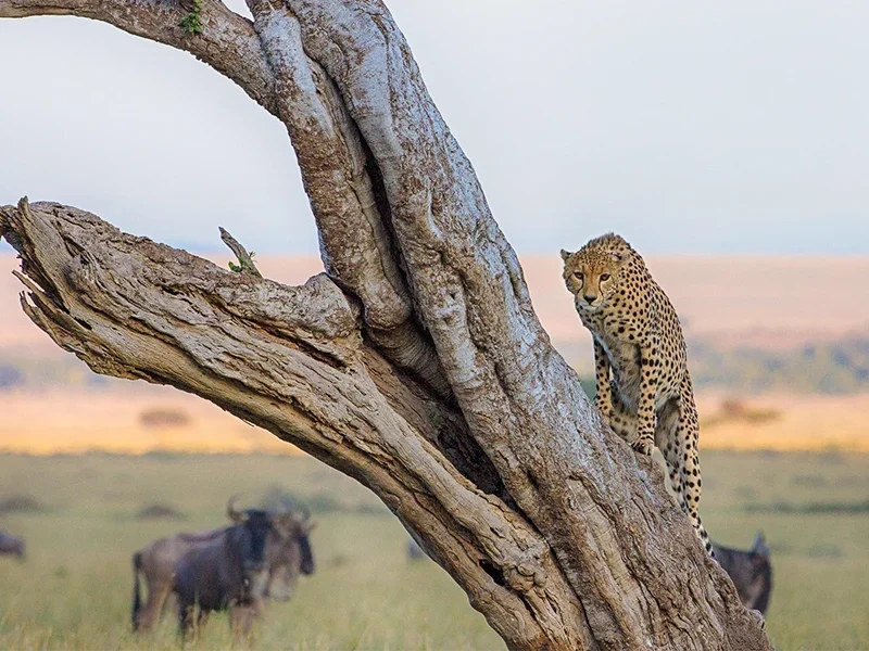 3 Days Fly-In Safari from Mombasa to the Heart of the Wild