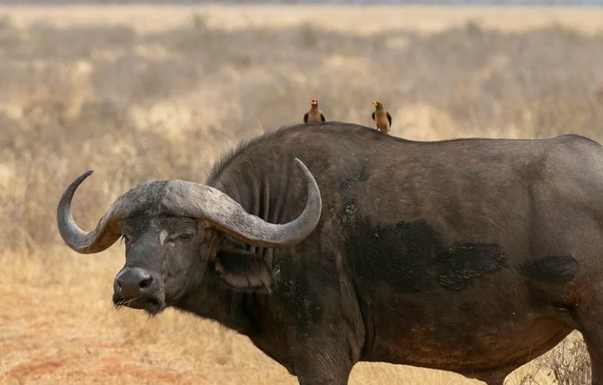 3 Days Romantic Safari to Tsavo West